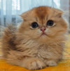 Шотландский вислоухий мальчик золотая шиншилла - фото 1