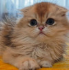 Шотландский вислоухий мальчик золотая шиншилла - фото 2