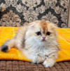 Шотландский вислоухий мальчик золотая шиншилла - фото 3