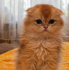 Шотландский вислоухий мальчик золотая шиншилла - фото 4