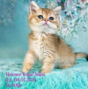 Шотландские котята золотая шиншилла - фото 2