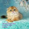 Шотландские котята золотая шиншилла - фото 4