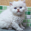 Золотая шиншилла шотландские котята из питомника - фото 2