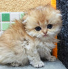 Золотая шиншилла шотландские котята из питомника - фото 3