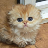 Золотая шиншилла шотландские котята из питомника - фото 4