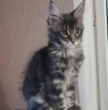Котёнок мейн-кун - фото 1