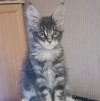 Котёнок мейн-кун - фото 2