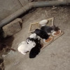 Котята даром - фото 1