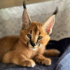 В продаже имеются прекрасные котята каракала - фото 1
