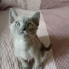 Котята европейской бурмы - фото 2