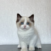 Котёнок Рэгдолл - фото 2
