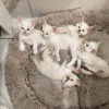 Тайские котята (сиамские старотипные) - фото 4