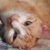 Две молодые рыжие кошечки ищут дом - фото 1