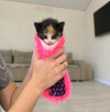 Котенок Умка - фото 1