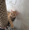 Кошка в добрые руки - фото 1