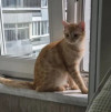 Кошка в добрые руки - фото 2