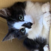 Котёнок ищет дом - фото 1