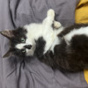 Котёнок ищет дом - фото 2