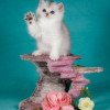 Британские котята. Серебристые шиншиллы. Красота - фото 2