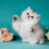 Британские котята. Серебристые шиншиллы. Красота - фото 3