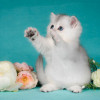 Британские котята. Серебристые шиншиллы. Красота - фото 4
