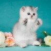 Британские котята. Серебристые шиншиллы. Красота - фото 5