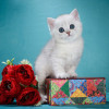 Британские котята. Серебристые шиншиллы. Красота - фото 6