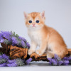Британцы. Толстощекие золотистые любимцы. Красота - фото 5