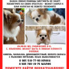 Пропал чихуахуа Кузя - фото 1
