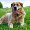 Джина – идеальная собака для людей старшего поколения даром
