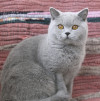 Настоящие британские котята от производителя из Англии - фото 2