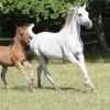Продажа лошадей арабской чистокровной породы в Абинске договорная