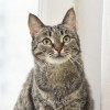 Ласковая полосатая кошка Ириска с кистями на ушах ищет дом в Москве