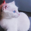 Белая голубоглазая кошка Поэма в добрые руки - фото 2