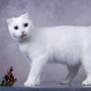 Белая голубоглазая вислоухая кошка Поэзия в дар - фото 2