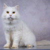 Белая пушистая крупная кошка Шанель в добрые руки - фото 1