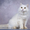 Белая пушистая крупная кошка Шанель в добрые руки - фото 2