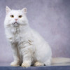 Белая пушистая крупная кошка Шанель в добрые руки - фото 5