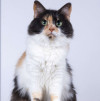 Пушистая трехцветная кошечка Циферка в дар - фото 1
