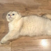 Уютный вислоухий пухляш котик Эхнатон - фото 2