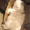 Уютный вислоухий пухляш котик Эхнатон - фото 3