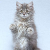 Три пушистых котёнка в добрые руки - фото 6