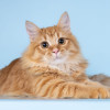 Нежный ласковый рыжий котик Лютик - фото 1