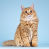 Нежный ласковый рыжий котик Лютик - фото 2