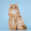 Нежный ласковый рыжий котик Лютик - фото 3