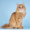 Нежный ласковый рыжий котик Лютик - фото 6