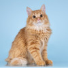 Нежный ласковый рыжий котик Лютик - фото 7