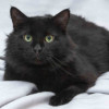 Ласковый чёрный пушистый котик Хеликс - фото 2