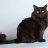 Ласковый чёрный пушистый котик Хеликс - фото 4