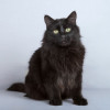 Ласковый чёрный пушистый котик Хеликс - фото 5